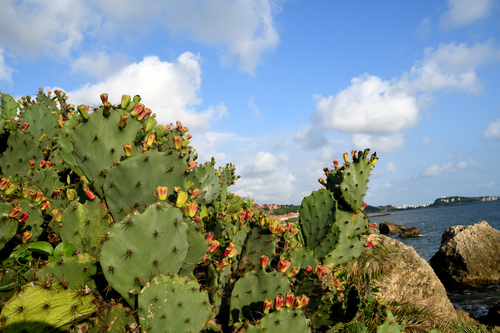 Opuntia tuna