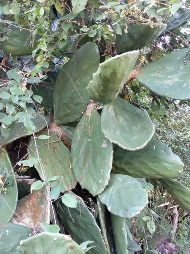 Opuntia undulata — photo