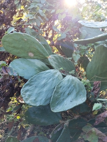 Opuntia undulata — photo