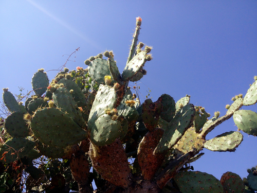 Opuntia velutina — photo