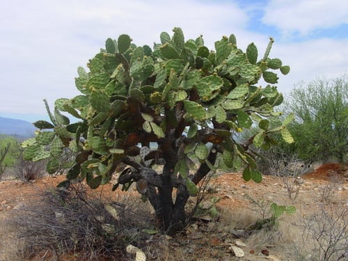 Opuntia velutina — photo