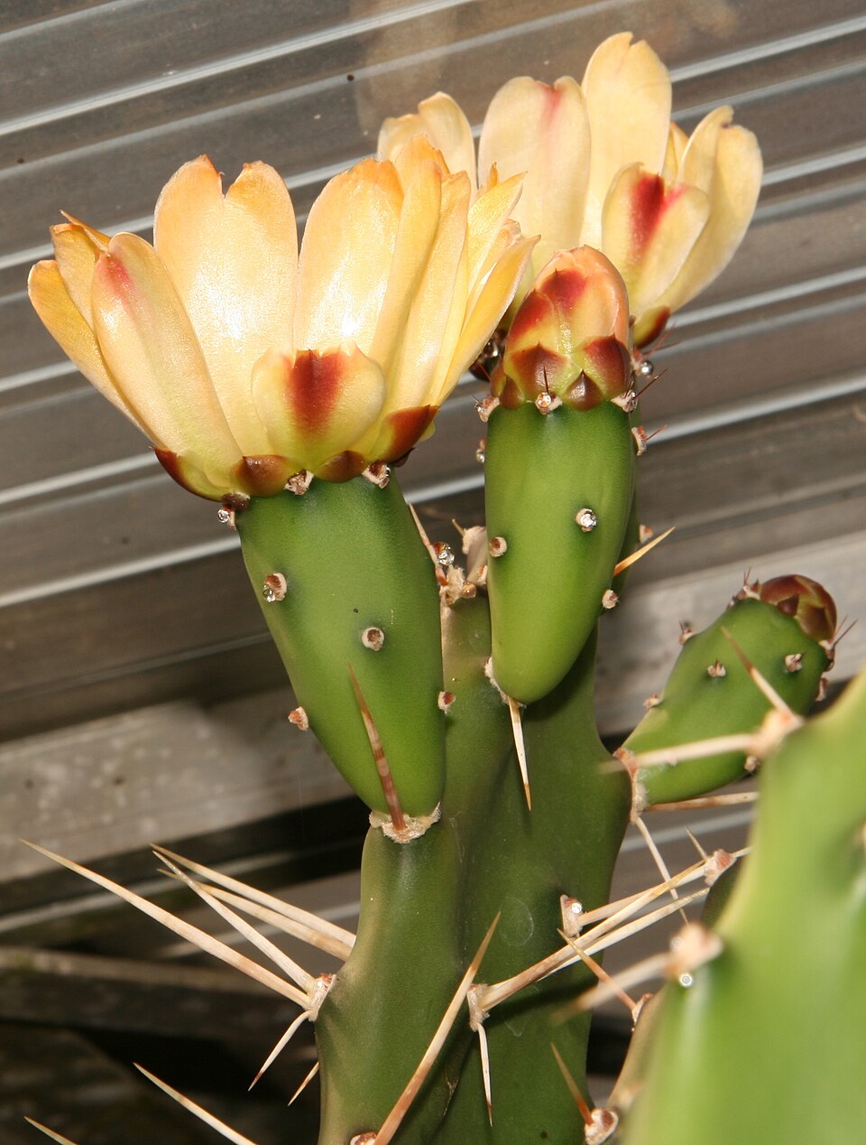 Opuntia viridirubra