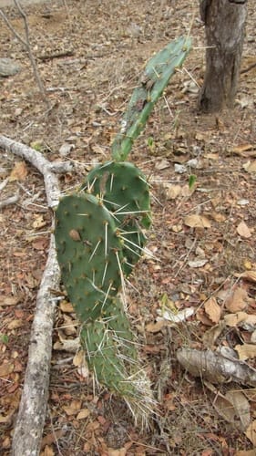 Opuntia wilcoxii (Nopal) — photo