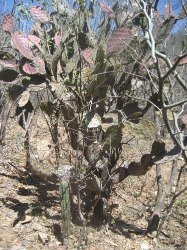 Opuntia wilcoxii (Nopal) — photo