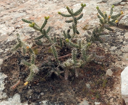 Opuntia x cochinera — photo