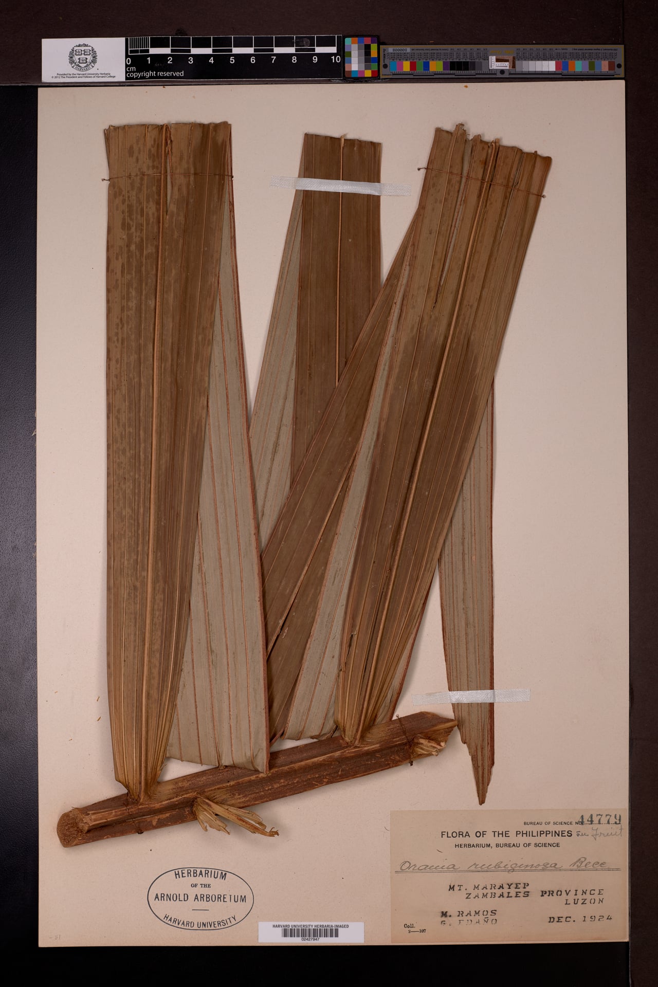 Orania decipiens