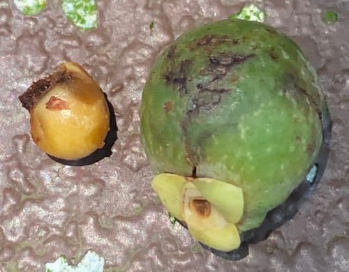 Orania sylvicola — photo