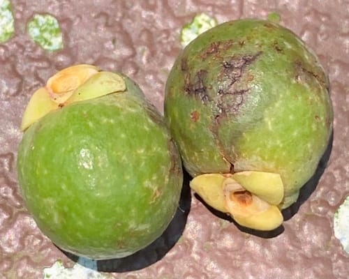 Orania sylvicola — photo