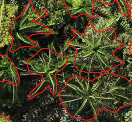 Orania sylvicola