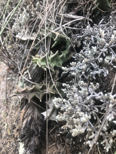 Orbea carnosa subsp. keithii (Keith's thick boat) — photo