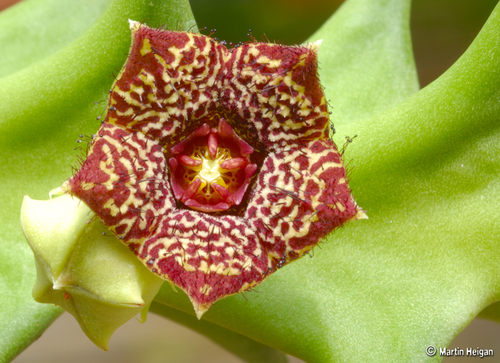 Orbea carnosa subsp. keithii