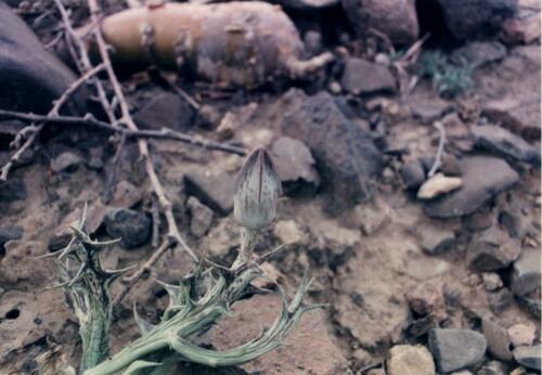 Orbea deflersiana — photo