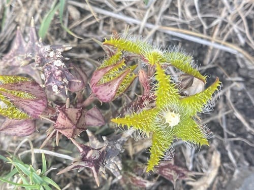 Orbea dummeri — photo