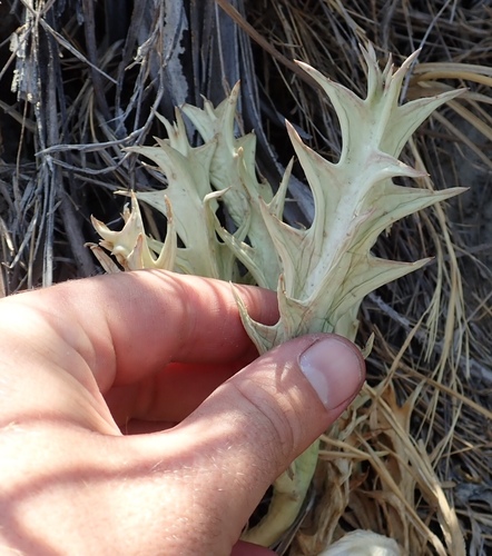 Orbea huillensis — photo