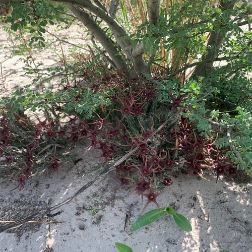 Orbea lugardii — photo