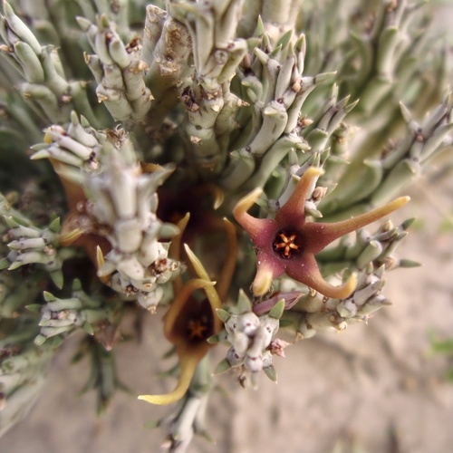 Orbea lugardii