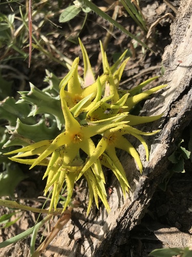 Orbea lutea — photo