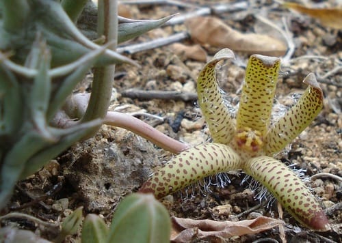 Orbea maculata — photo
