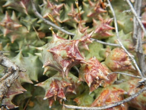 Orbea namaquensis (Carrion flower) — photo