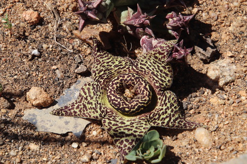 Orbea namaquensis