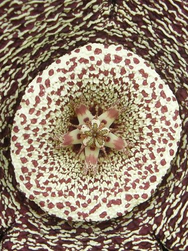 Orbea variegata — photo