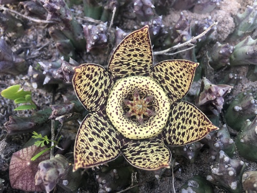 Orbea variegata — photo