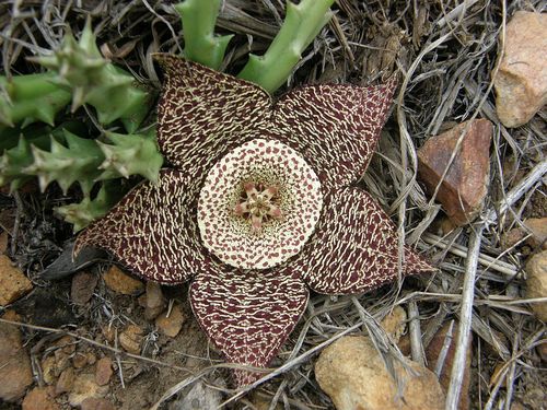 Orbea variegata