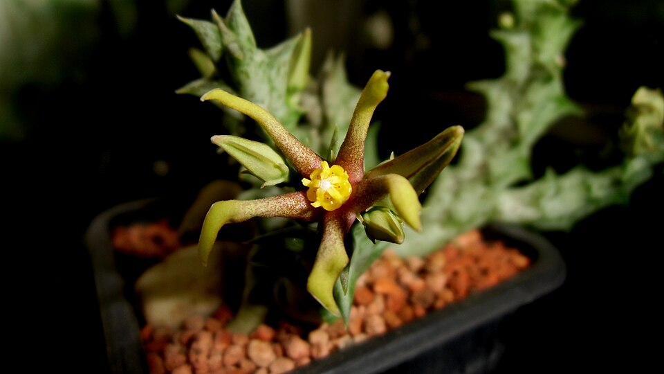 Orbea wissmannii — photo