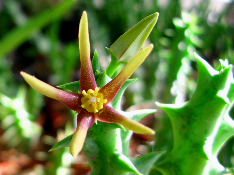 Orbea wissmannii