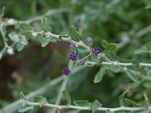 Orbivestus cinerascens — photo