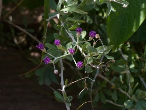 Orbivestus cinerascens — photo