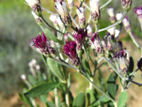 Orbivestus cinerascens