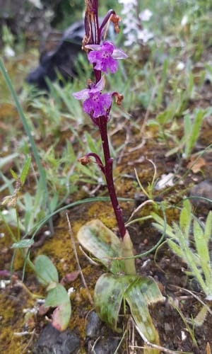 Orchis anatolica (Didimak) — photo