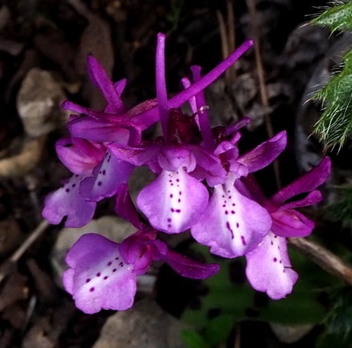Orchis anatolica