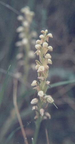 Orchis anthropophora (Man orchid) — photo