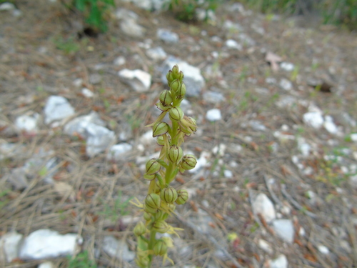 Orchis anthropophora (Man orchid) — photo