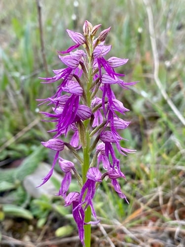 Orchis anthropophora