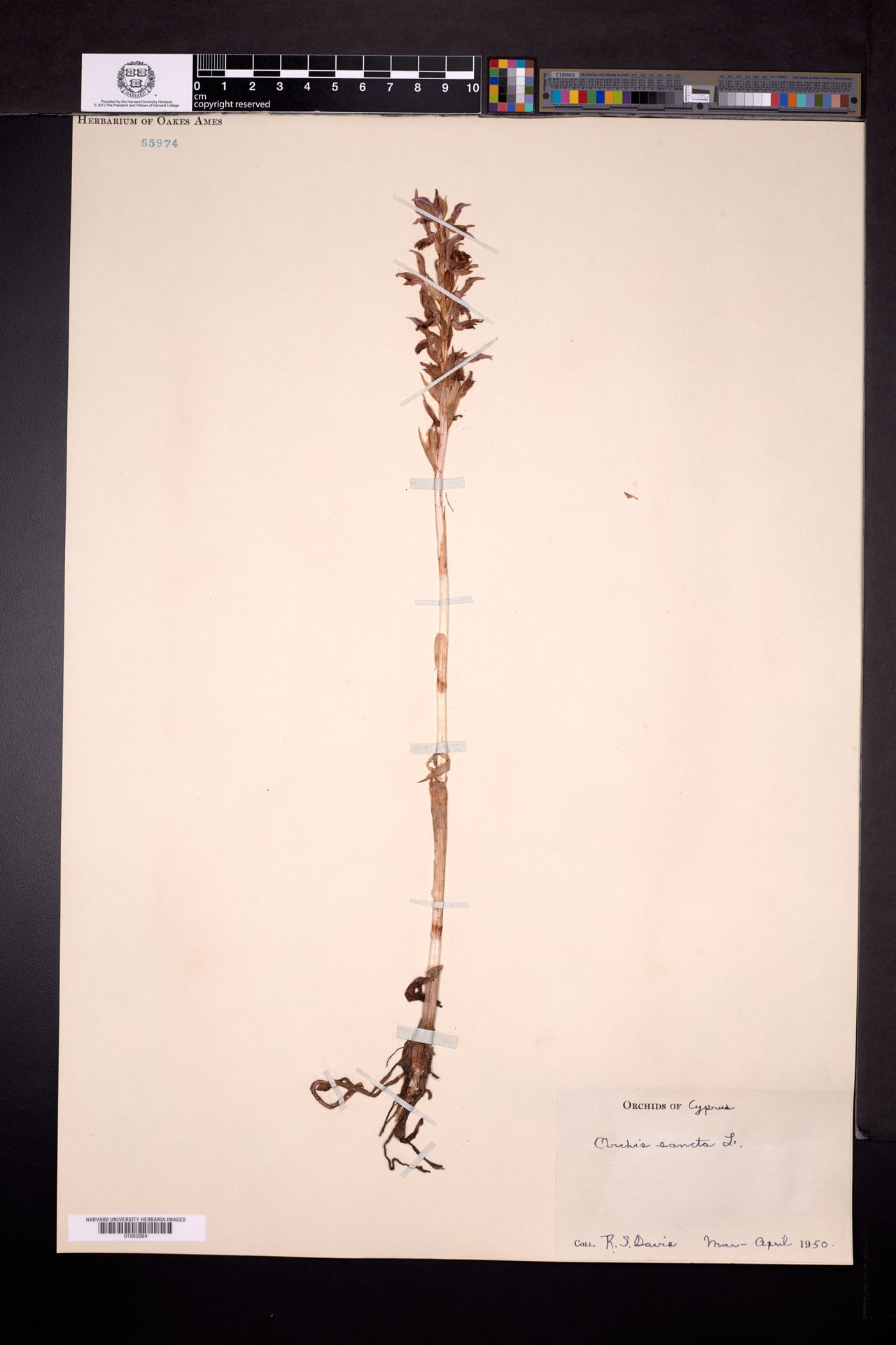 Orchis cf. sancta
