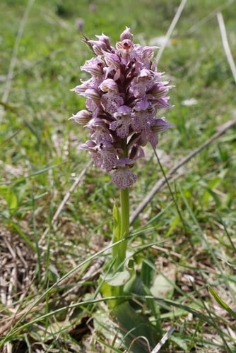 Orchis lactea (Salepcicegi) — photo
