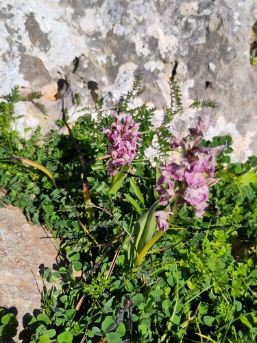 Orchis lactea (Salepcicegi) — photo