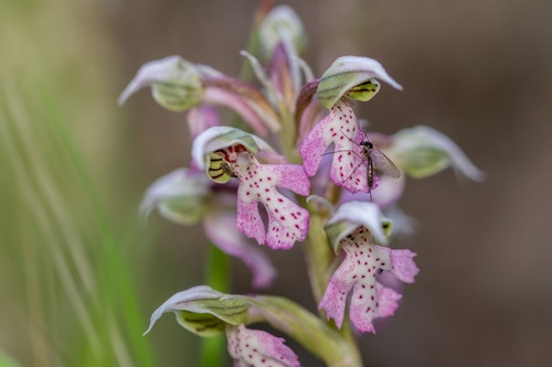 Orchis lactea