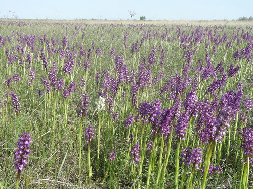 Orchis morio — photo