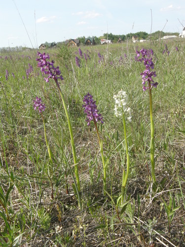 Orchis morio — photo