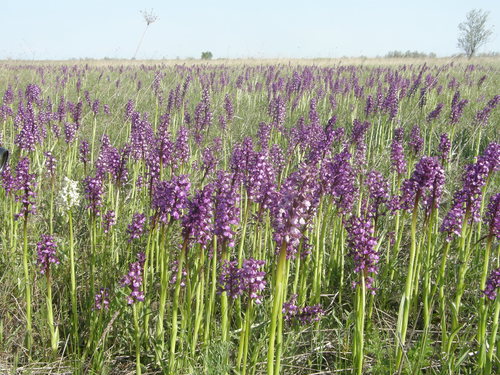 Orchis morio