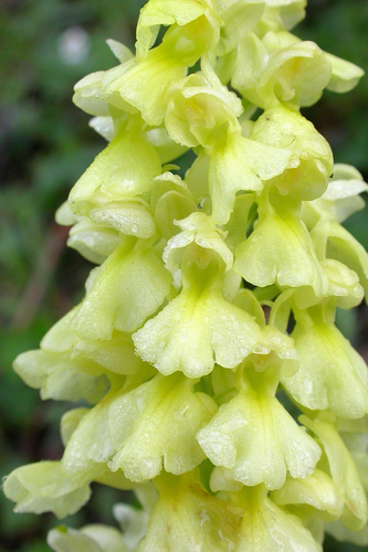 Orchis pallens — photo