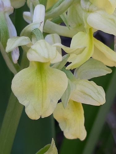 Orchis pallens — photo