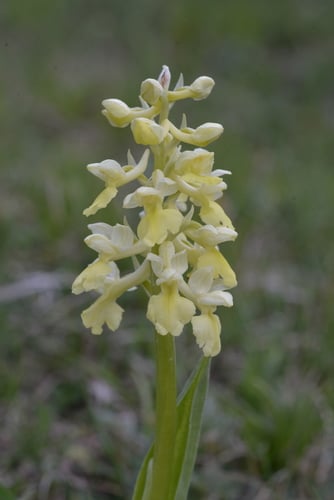 Orchis pallens
