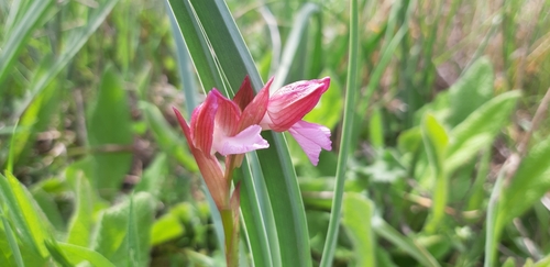 Orchis papilionacea var. papilionacea (Salepotu) — photo