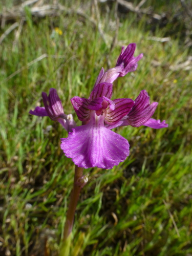 Orchis papilionacea var. papilionacea (Salepotu) — photo