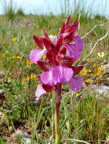 Orchis papilionacea var. papilionacea